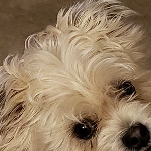 Meet your Posher, Paula